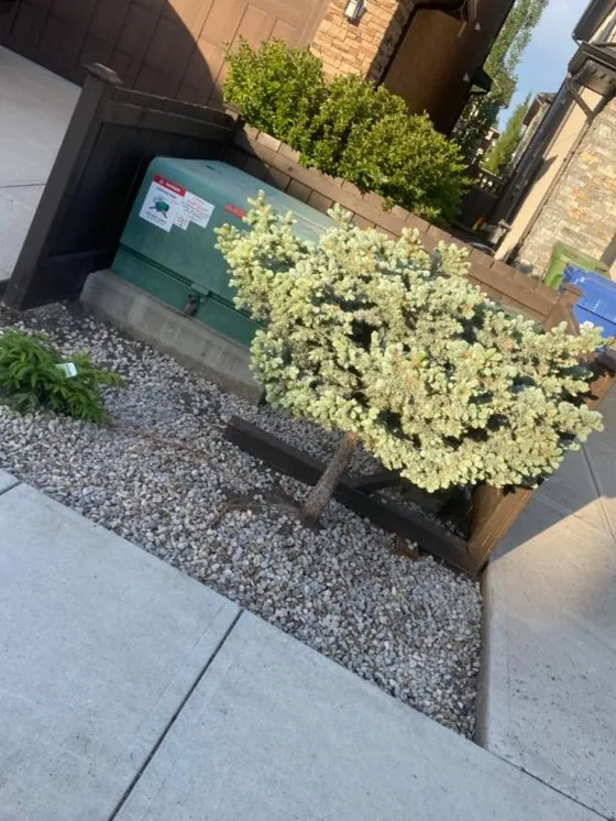 Aspen Woods Front Yard Landscaping photo 12