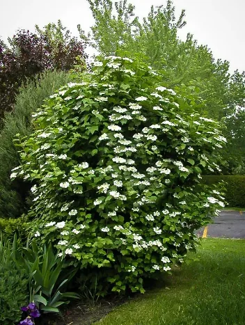 Plants Calgary photo 2