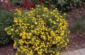 Plants Calgary photo 14